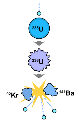 Fission reaction of 235U after neutron capture.