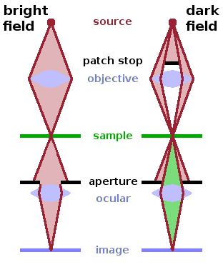 Ray paths in bright and dark field microscopy.