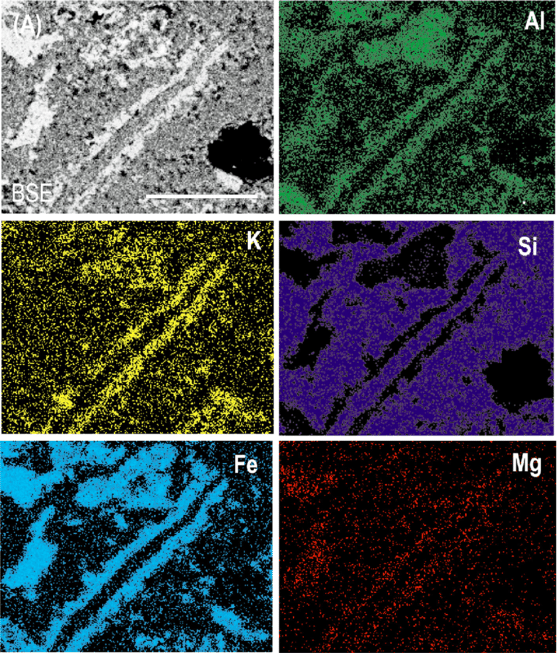 BSE SEM and EDX images of various elements of a sedimentary rock specimen with microfossil inclusions.